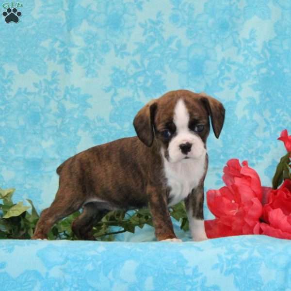 Kisses, Boston Terrier Mix Puppy